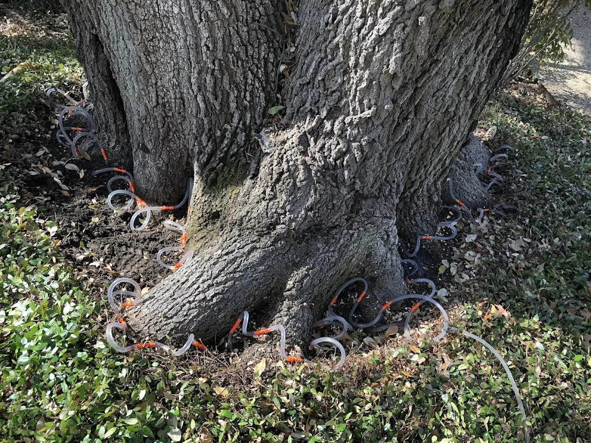 Detailed Tree Cabling and Bracing job site in Kailua Kona