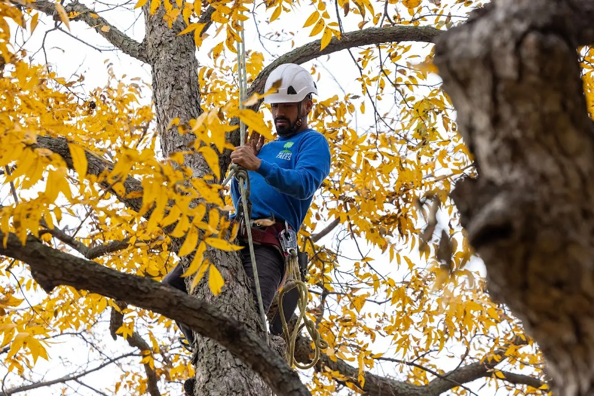Skilled Tree Pruning crew working in Kailua Kona